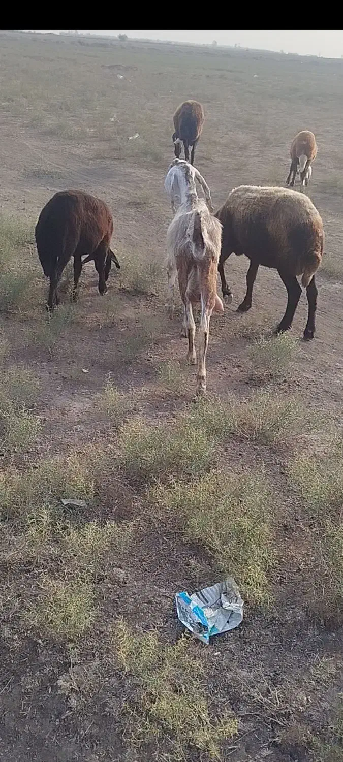 طوقلی گوسفند دوقولوزا|حیوانات مزرعه|گنبد کاووس, |دیوار