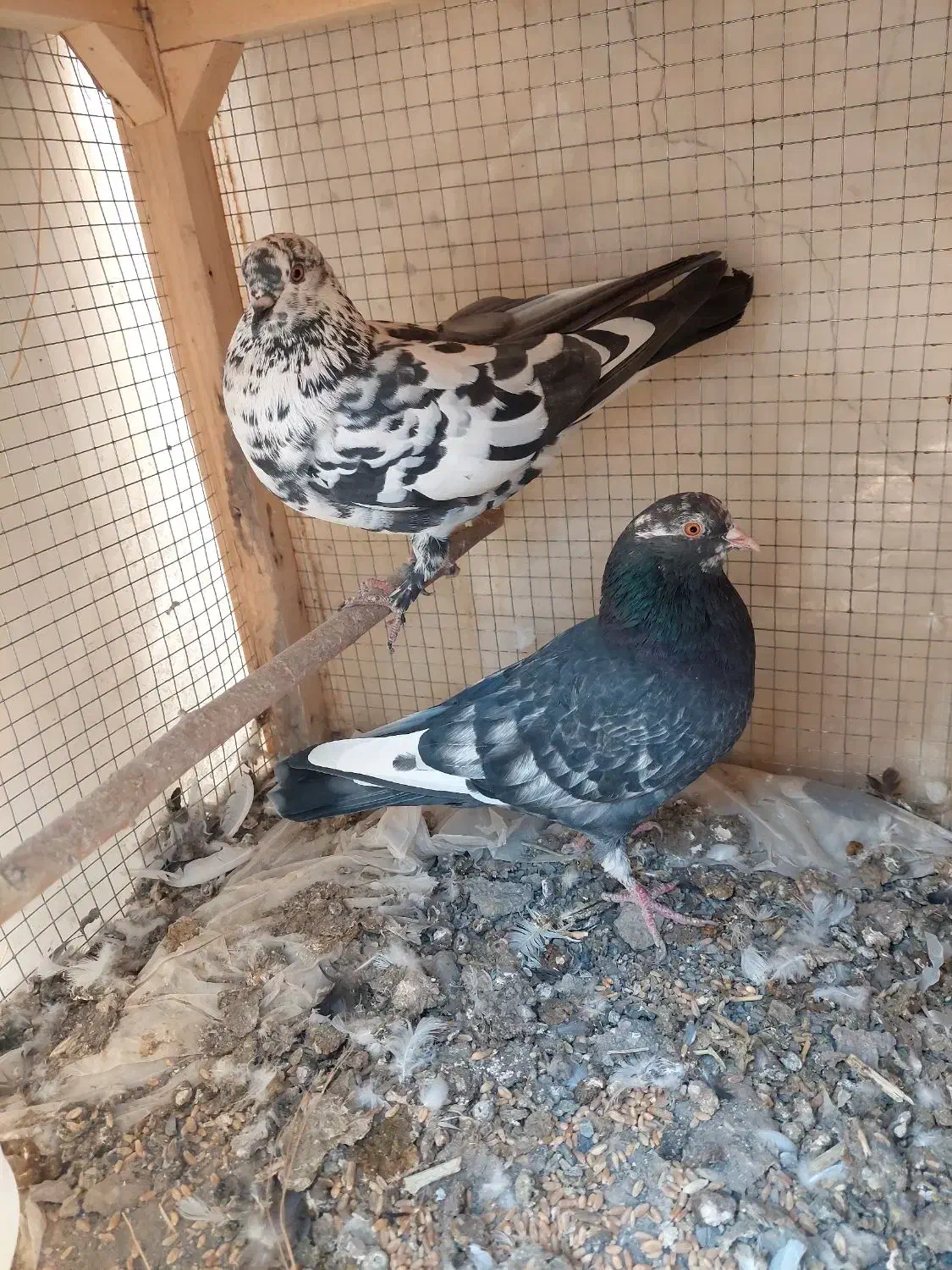 یک جفت کبوتر جوان|پرنده|خوانسار, |دیوار