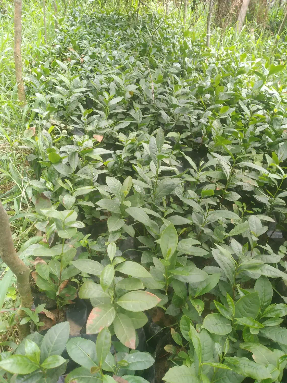 نهال چای|حراج|صومعهسرا, |دیوار