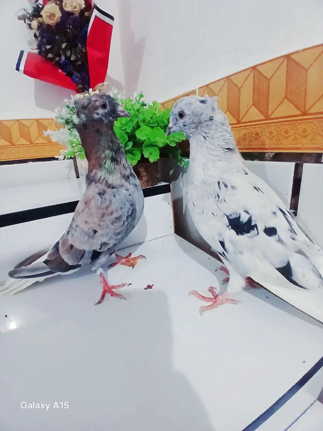 پرنده رنگی|پرنده|باوی, |دیوار