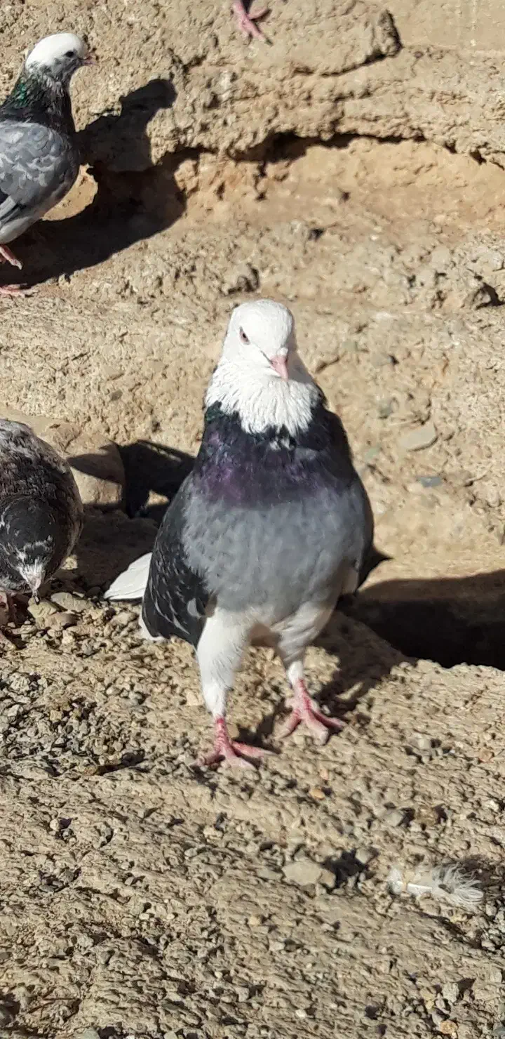 کبوتر پرشی قیمت تومتن نوشتم بخانید مرسی|پرنده|هشتگرد, شهرک اداری|دیوار