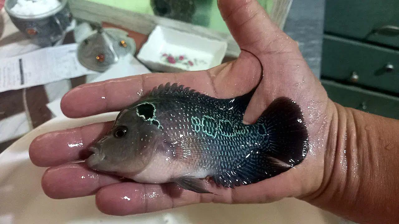 فلاور هورن|ماهی|تبریز, |دیوار