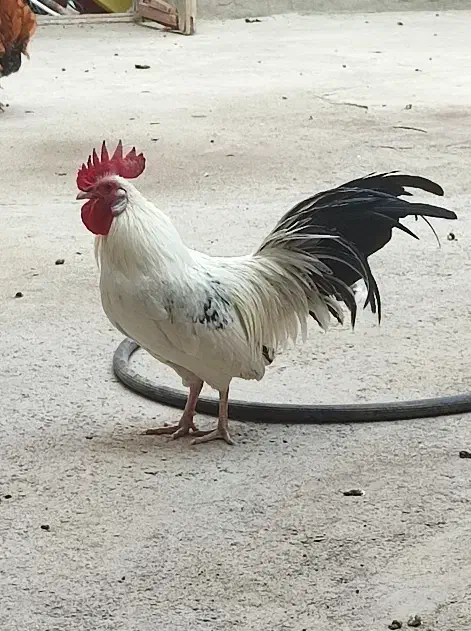 چاپنیز و سیبرایت اصیل|حیوانات مزرعه|تبریز, |دیوار