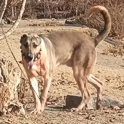 سگ سرابی|سگ|مبارکه, |دیوار