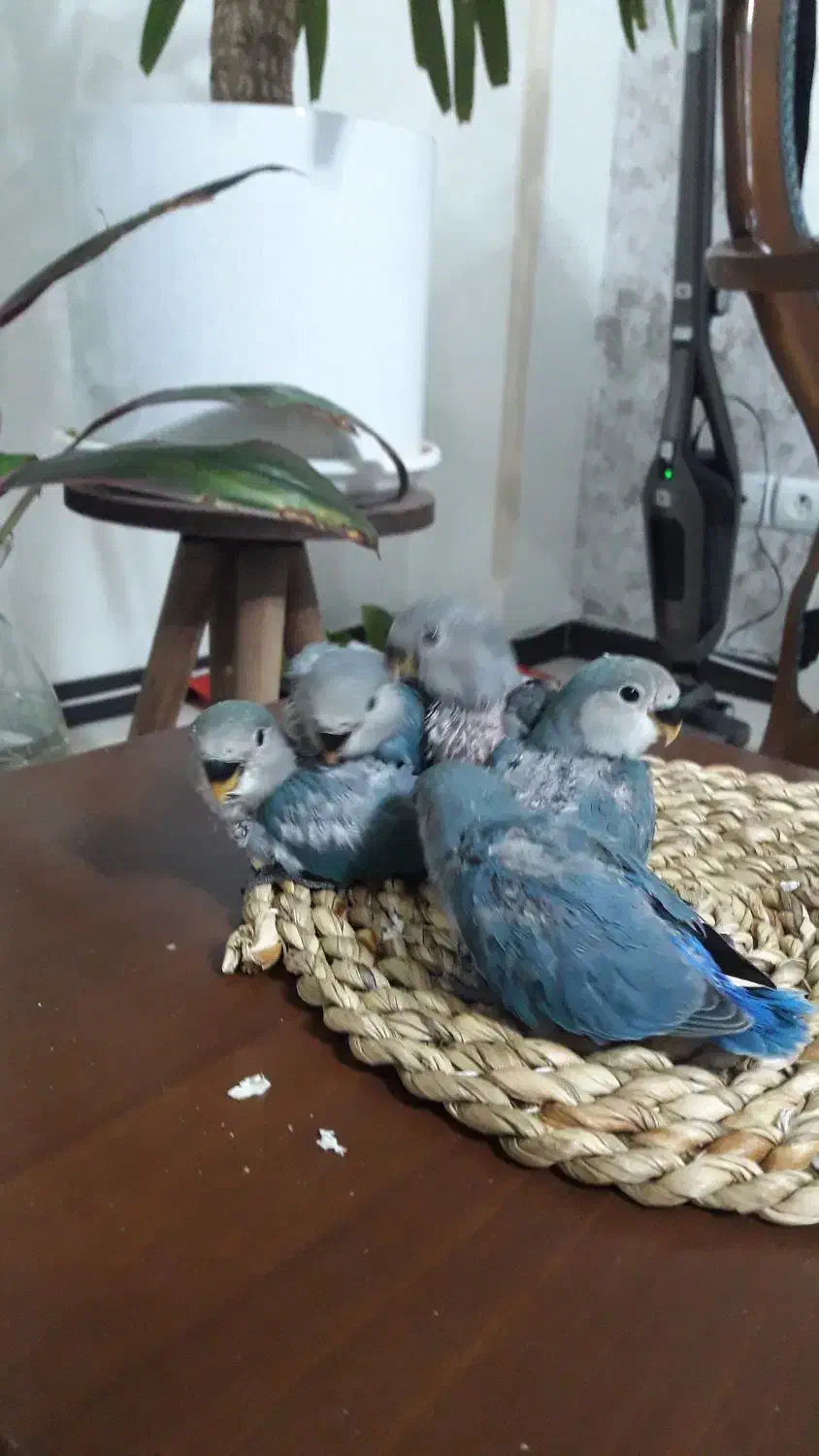 طوطی کوتوله سرلاکی|پرنده|پرند, فاز ۵|دیوار