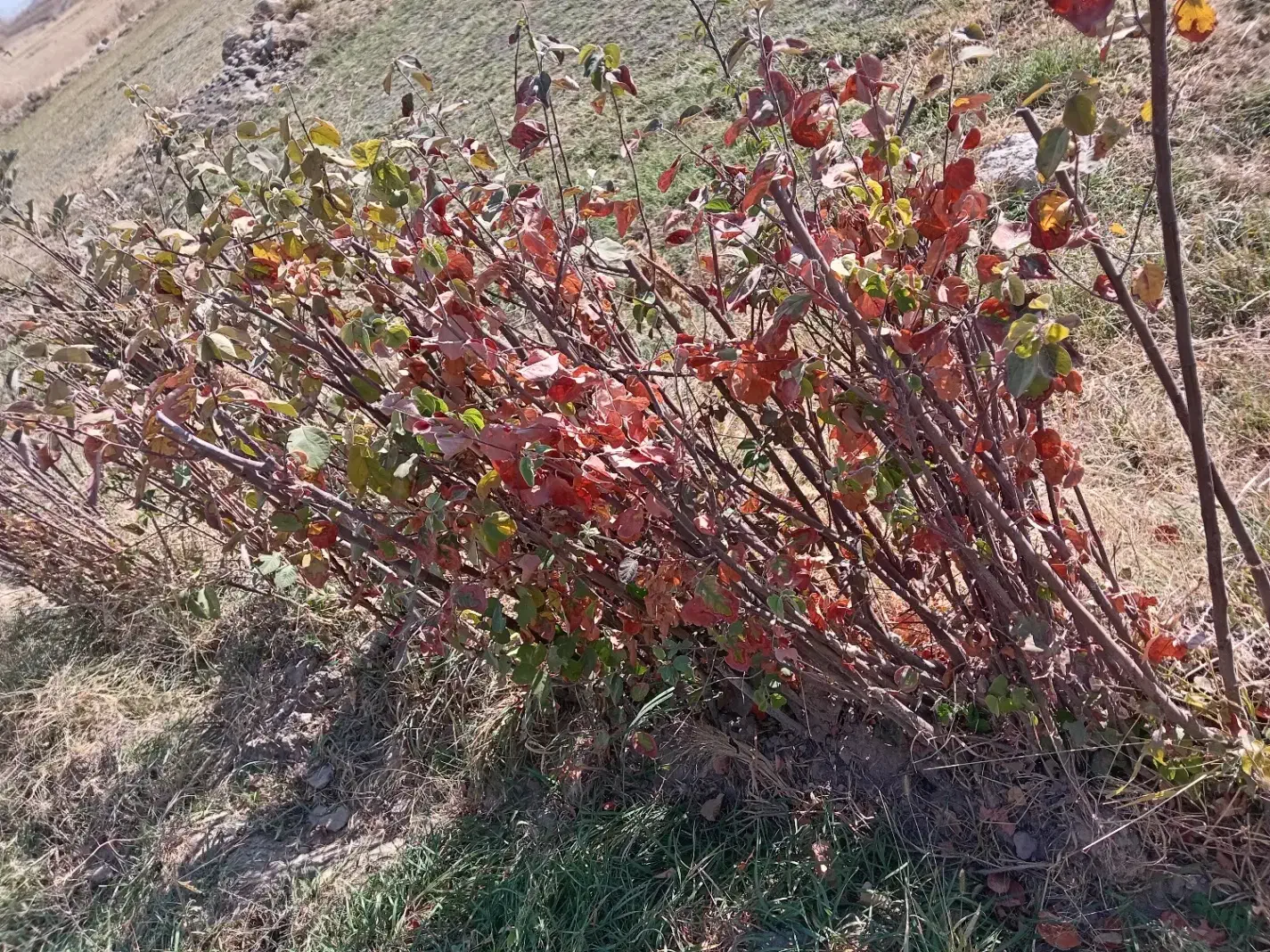 انواع نهال میاندواب زیر قیمت بازار حرص درخت|خدمات باغبانی و درختکاری|سنقر, |دیوار