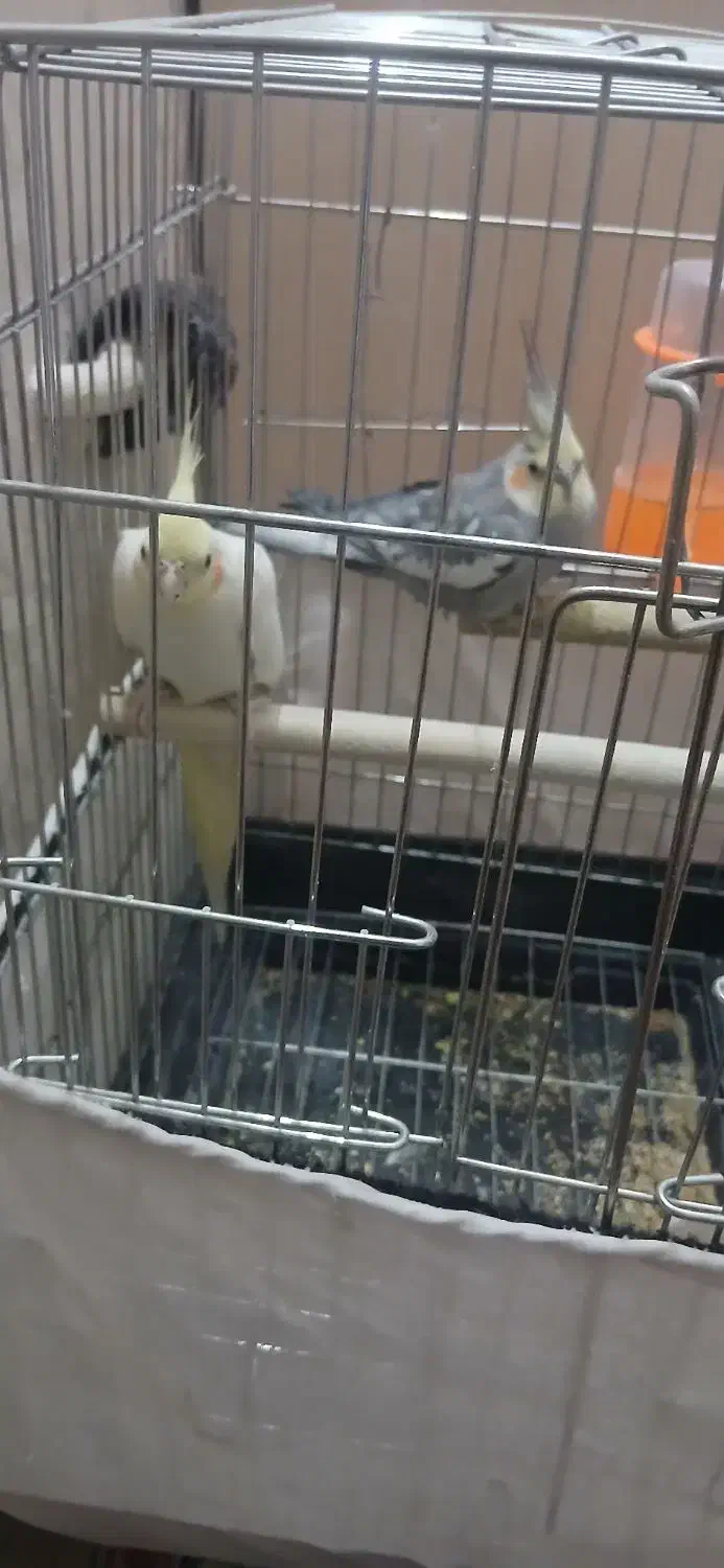 پرنده|پرنده|شهر ری, سیزده آبان|دیوار