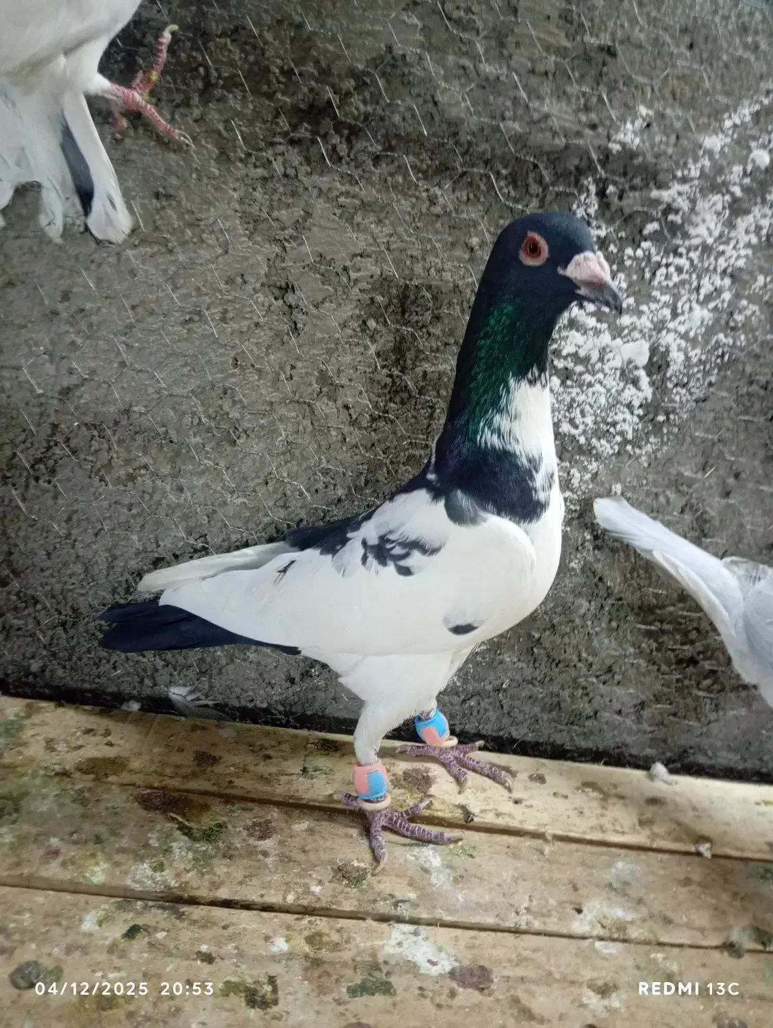 ابلغ نر|پرنده|الوند, |دیوار