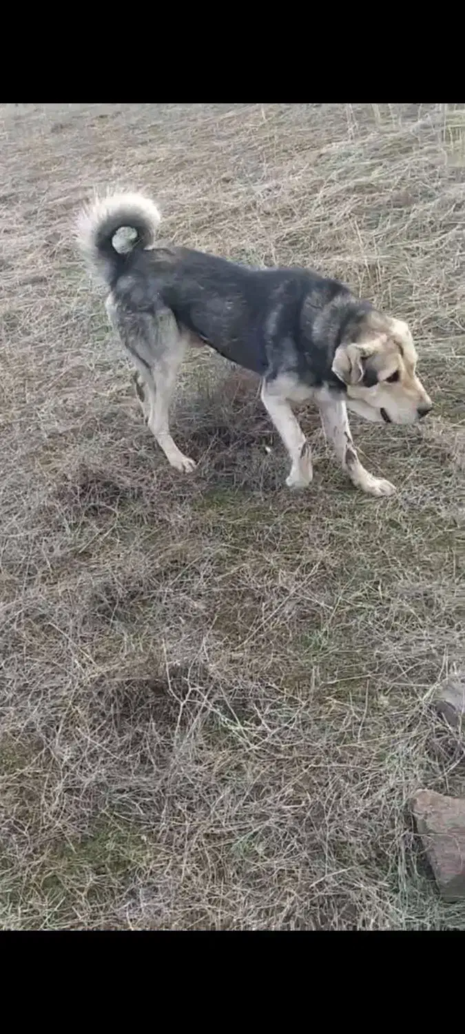 پژدر توله غریب اورمیه|سگ|مرادلو, |دیوار