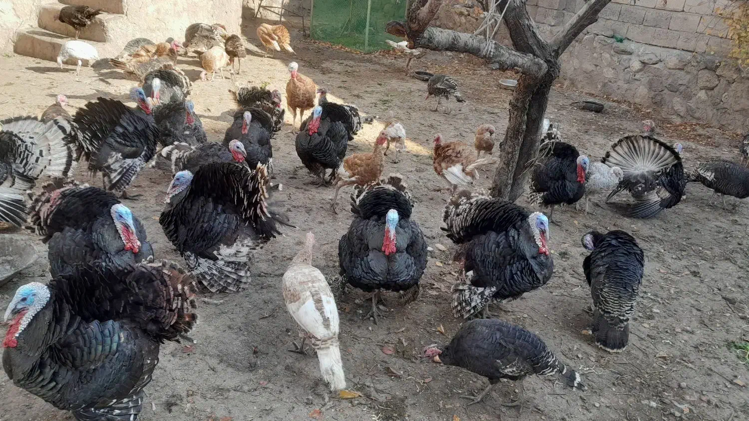 گوشتی|حیوانات مزرعه|مشگین شهر, |دیوار