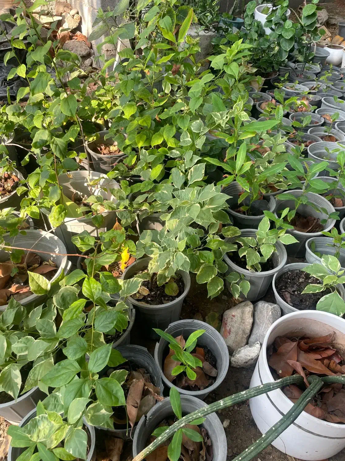 انواع نهال بومی|گل و گیاه طبیعی|بندرعباس, |دیوار