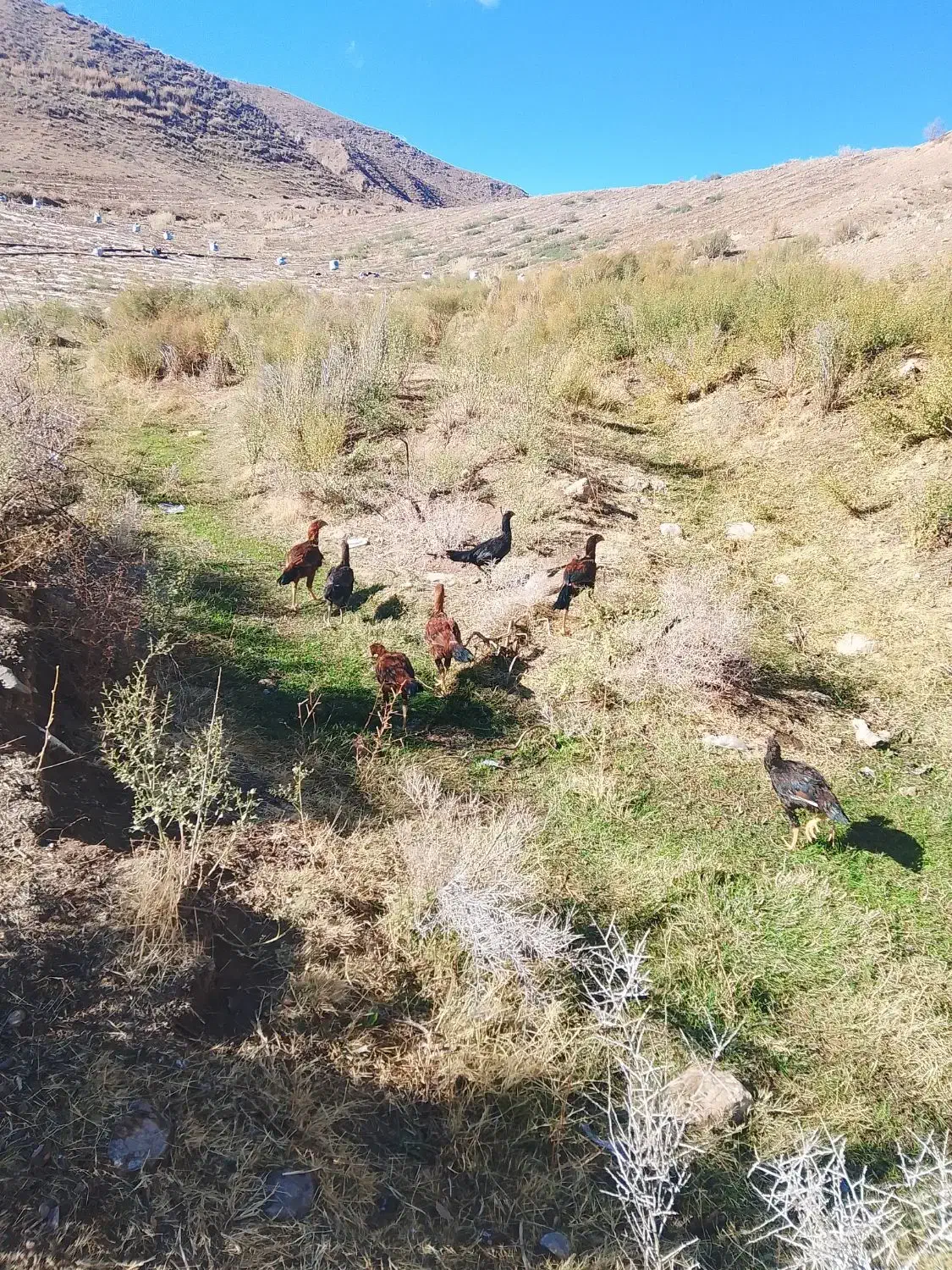 لاری|حیوانات مزرعه|ماهنشان, |دیوار