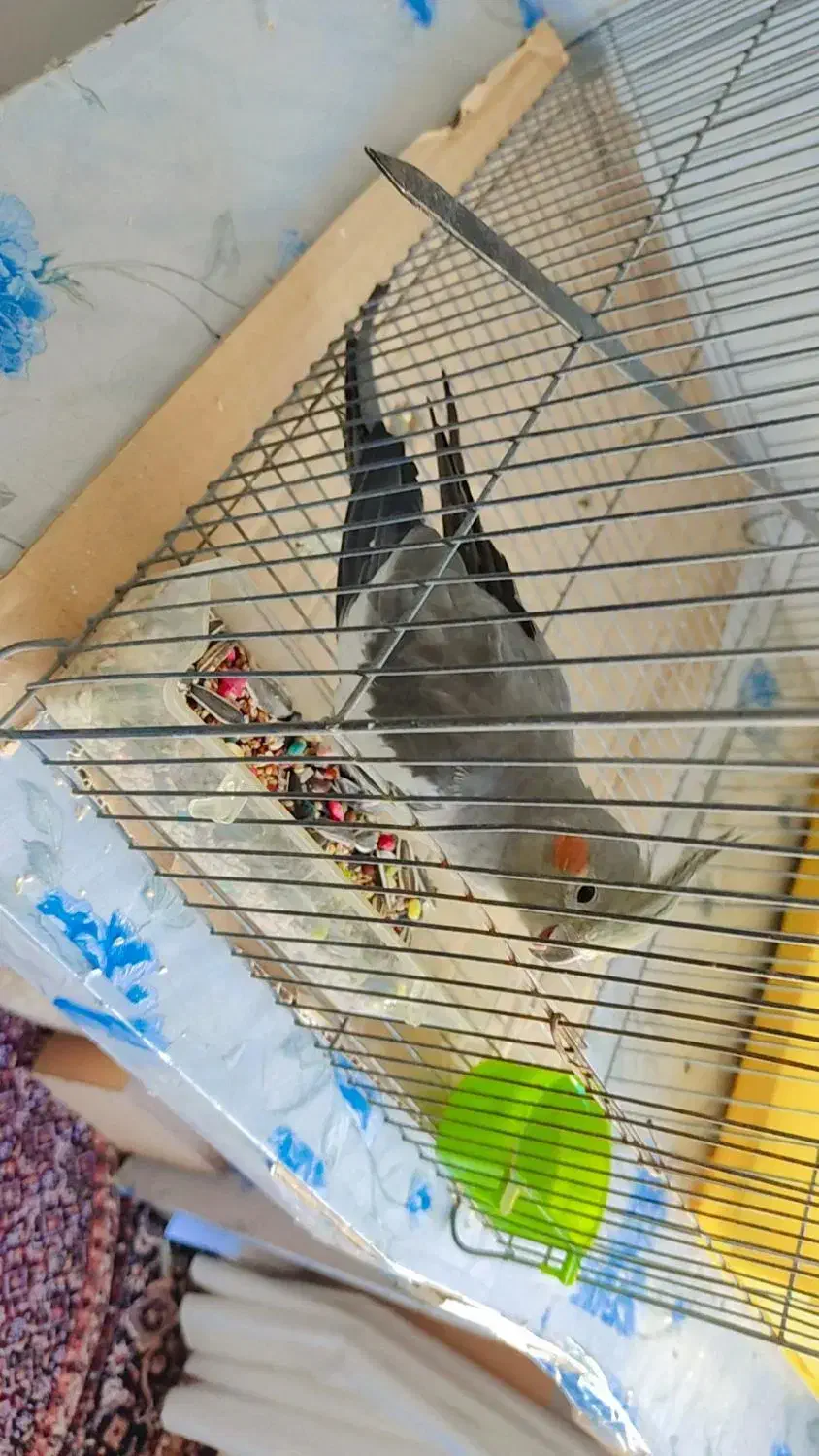 عروس هلندی|پرنده|جوانرود, |دیوار