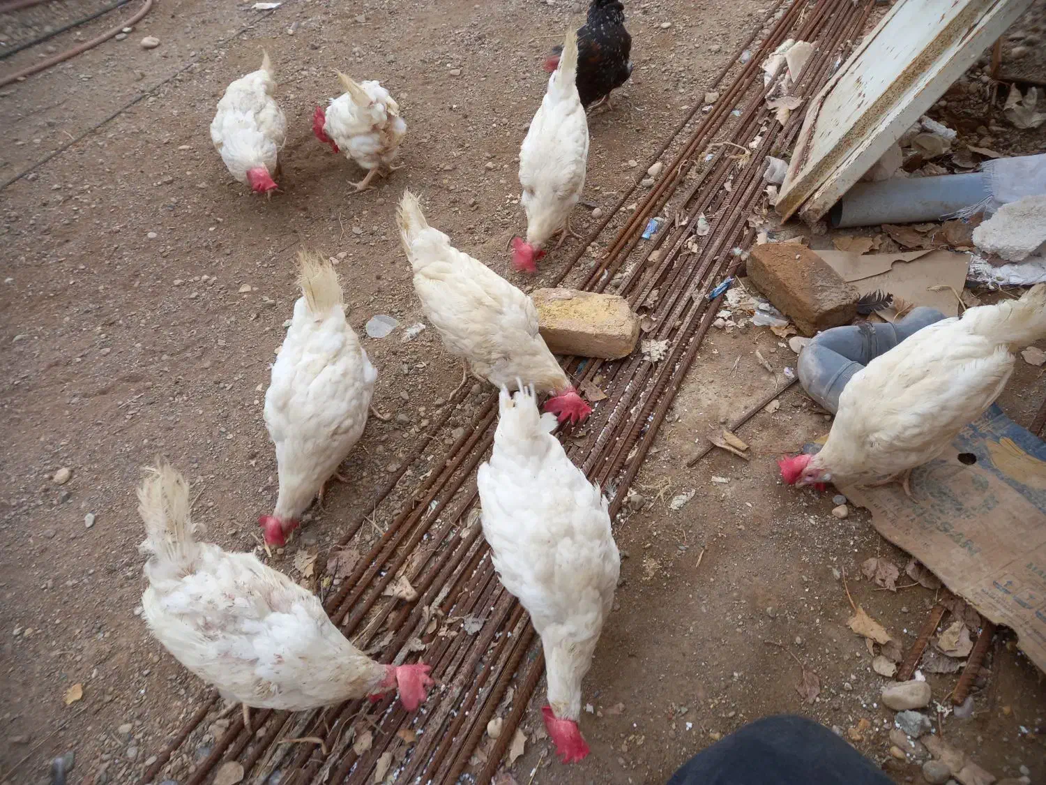 مرغ تخم گذار|حیوانات مزرعه|اسفرورین, |دیوار