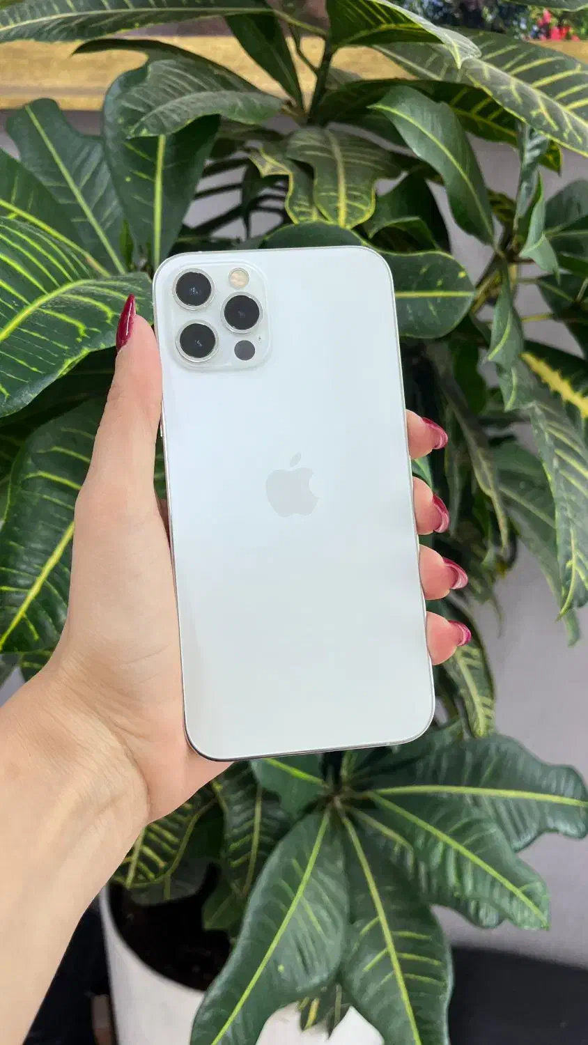 چند مدل ایفون موجود در فروشگاه|موبایل|شیراز, شهرک استقلال|دیوار