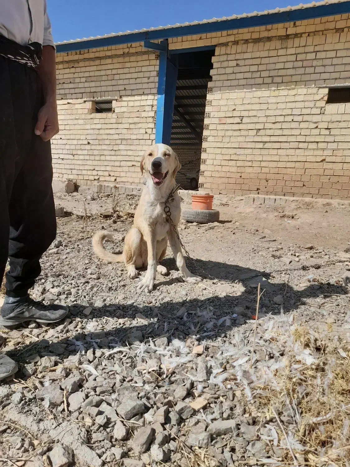 پژدر ۷ ماهه ماده|سگ|الیگودرز, |دیوار