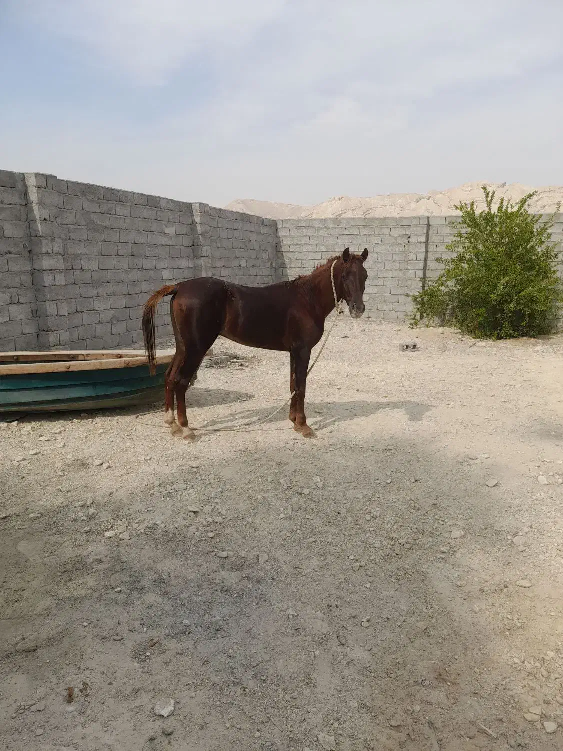 اسب|اسب و تجهیزات اسب‌سواری|بندرلنگه, |دیوار