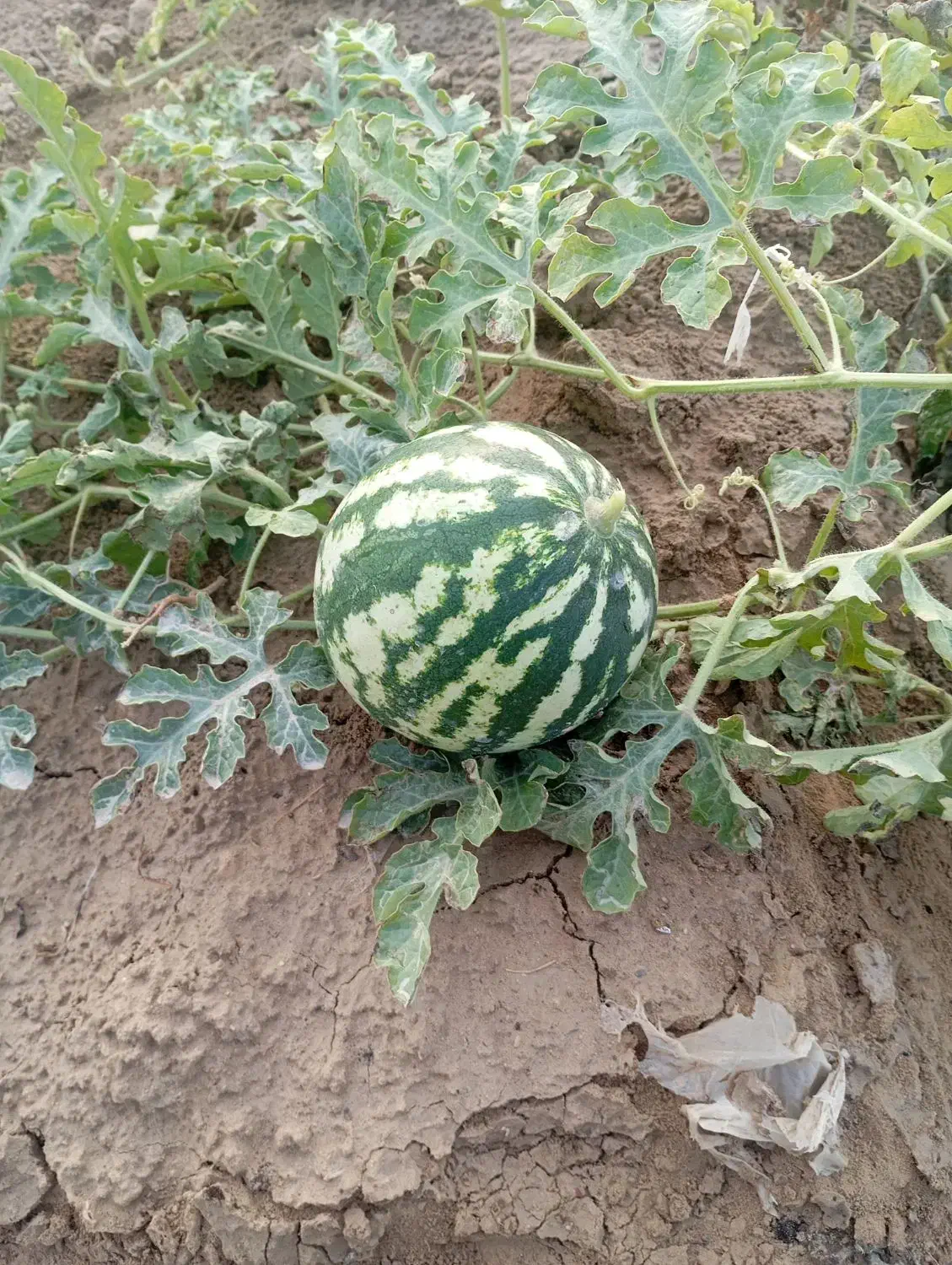 هندوانه تکنفره مخصوص یلدا اقتصادی|خوردنی و آشامیدنی|بندر دیر, |دیوار