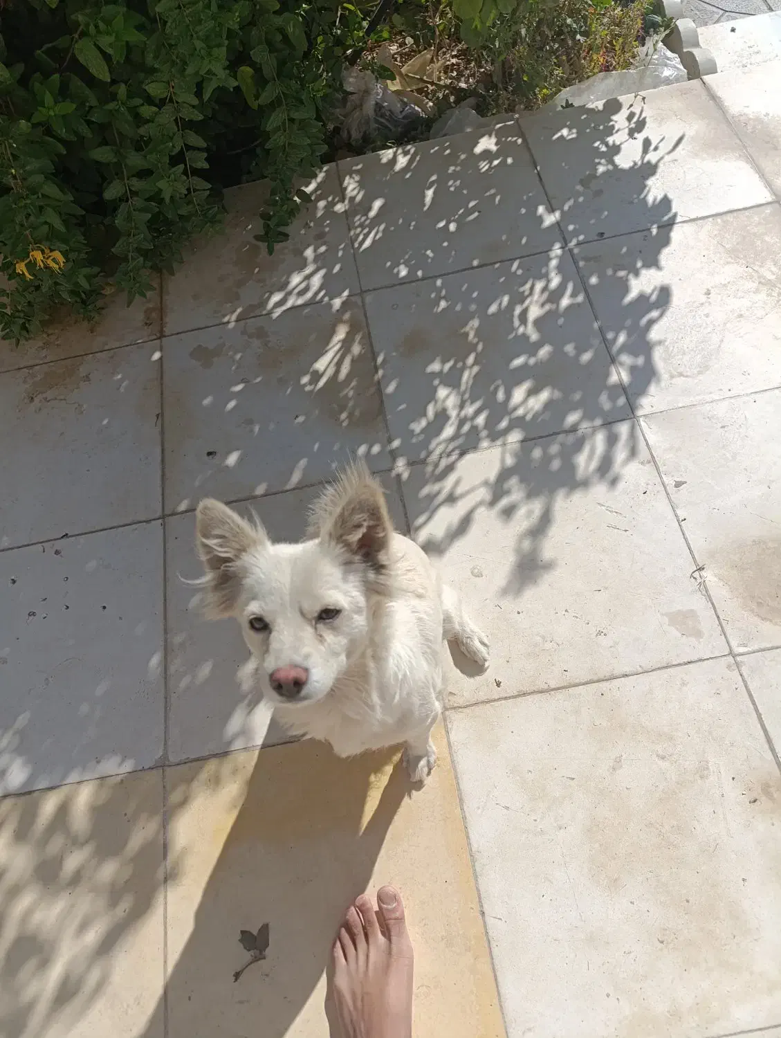 آشتپیز ژاپنی|سگ|الیگودرز, |دیوار