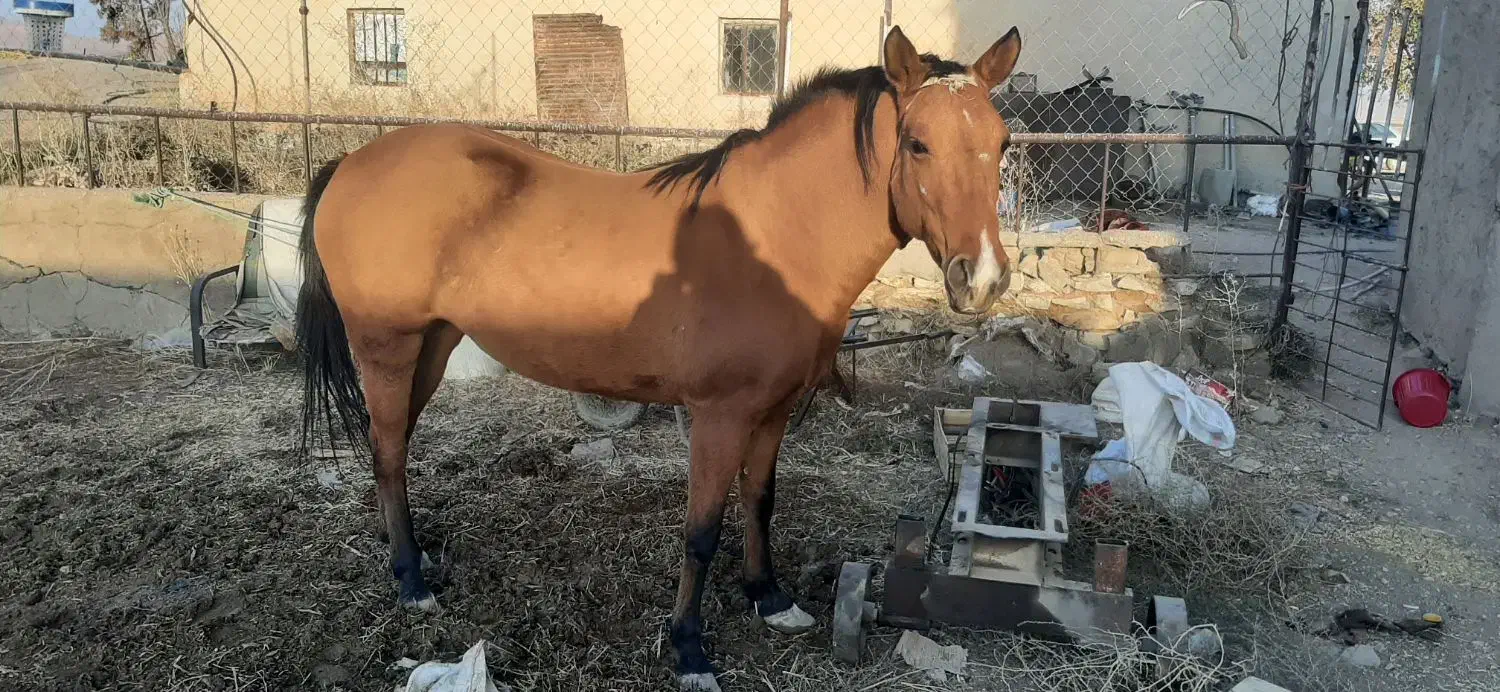 اسب مادیان سه ساله|اسب و تجهیزات اسبسواری|خنجین, |دیوار