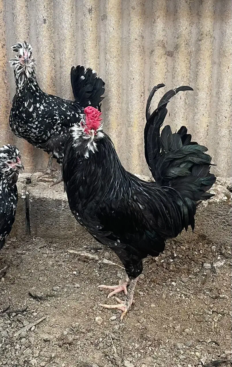 تخم مرغ گلین نطفه دار|حیوانات مزرعه|مرودشت, رامجرد یک|دیوار