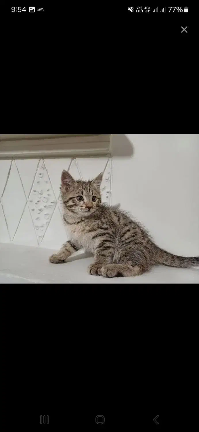 واگذاری گربه|گربه|قروه, |دیوار