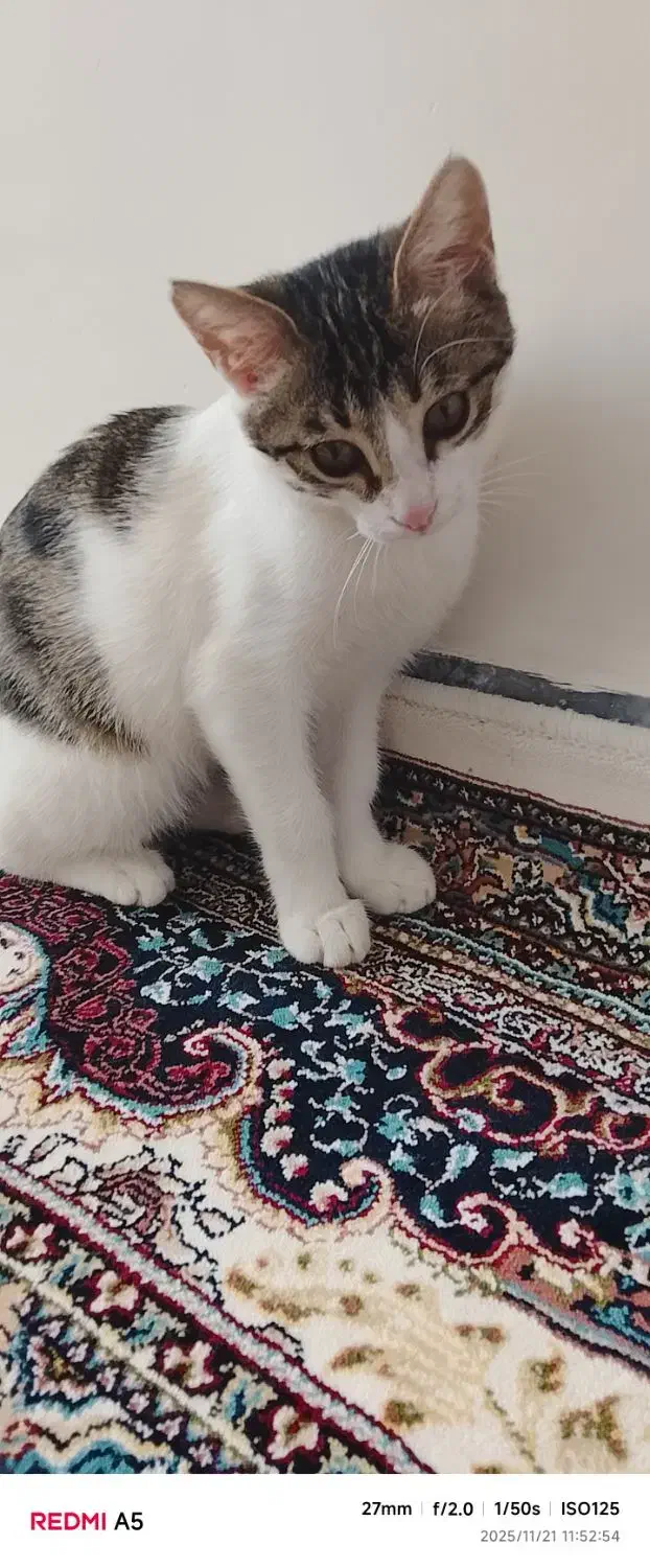 گربه|گربه|اردبیل, |دیوار