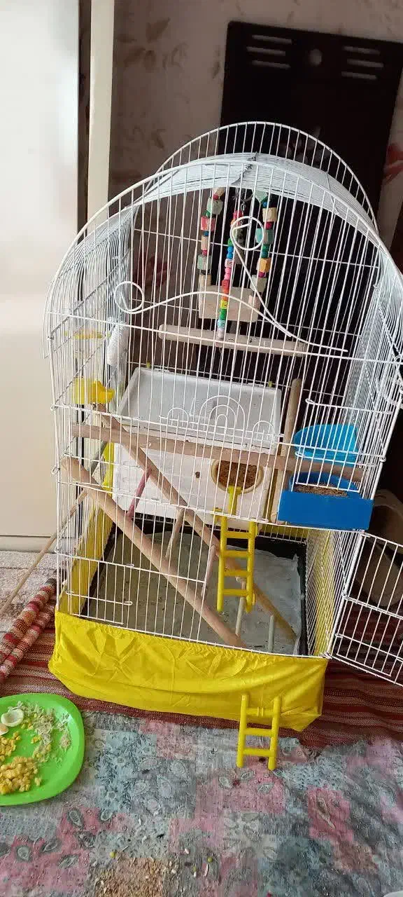 سه عدد عروس هلندی سخنگو|پرنده|کهریزک, |دیوار