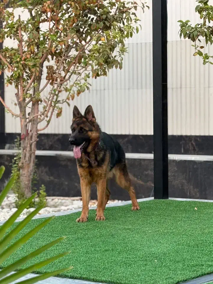 ژرمن ماده شیب دار|سگ|اصفهان, بهارستان|دیوار