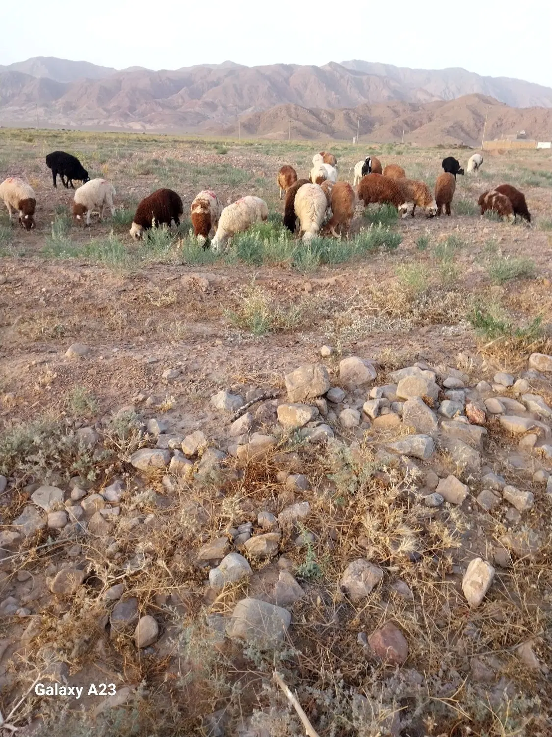 بره نر|حیوانات مزرعه|سده (خراسان جنوبی), |دیوار