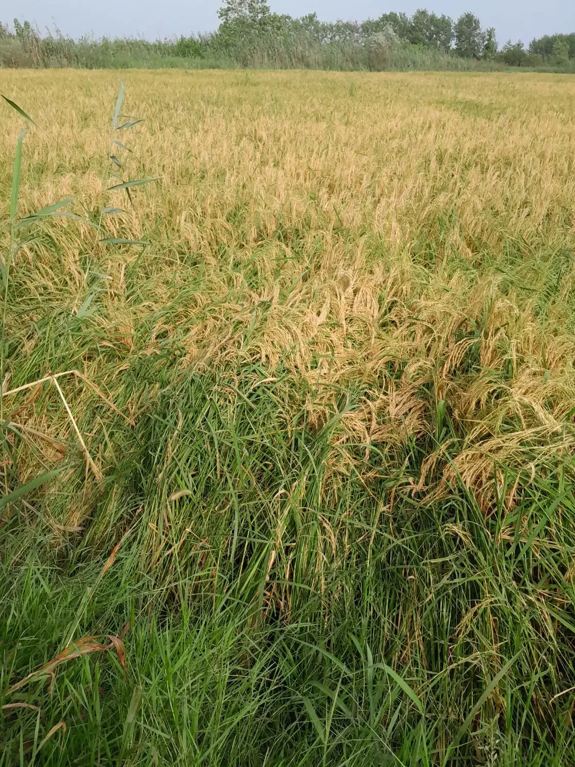 برنج هاشمی استانه اشرفیه|خوردنی و آشامیدنی|قم, پاسدار|دیوار