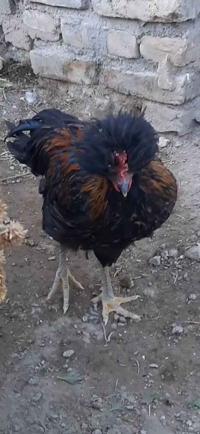 خروس و مرغ نژاد برهما، لهستانی و گلپایگانی|حیوانات مزرعه|تربت‌حیدریه, مظفریه|دیوار