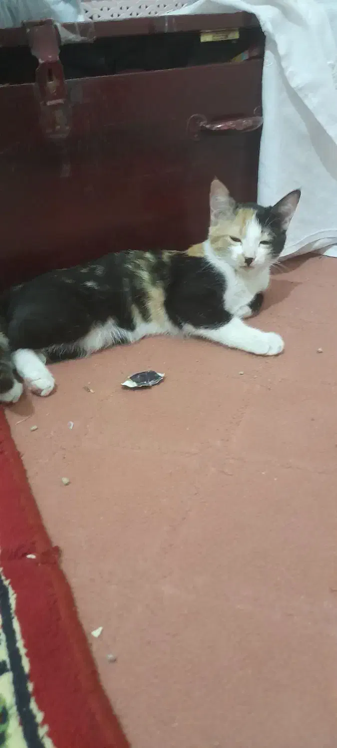 گربه ماده ۳ماهه|گربه|قم, ولیعصر|دیوار