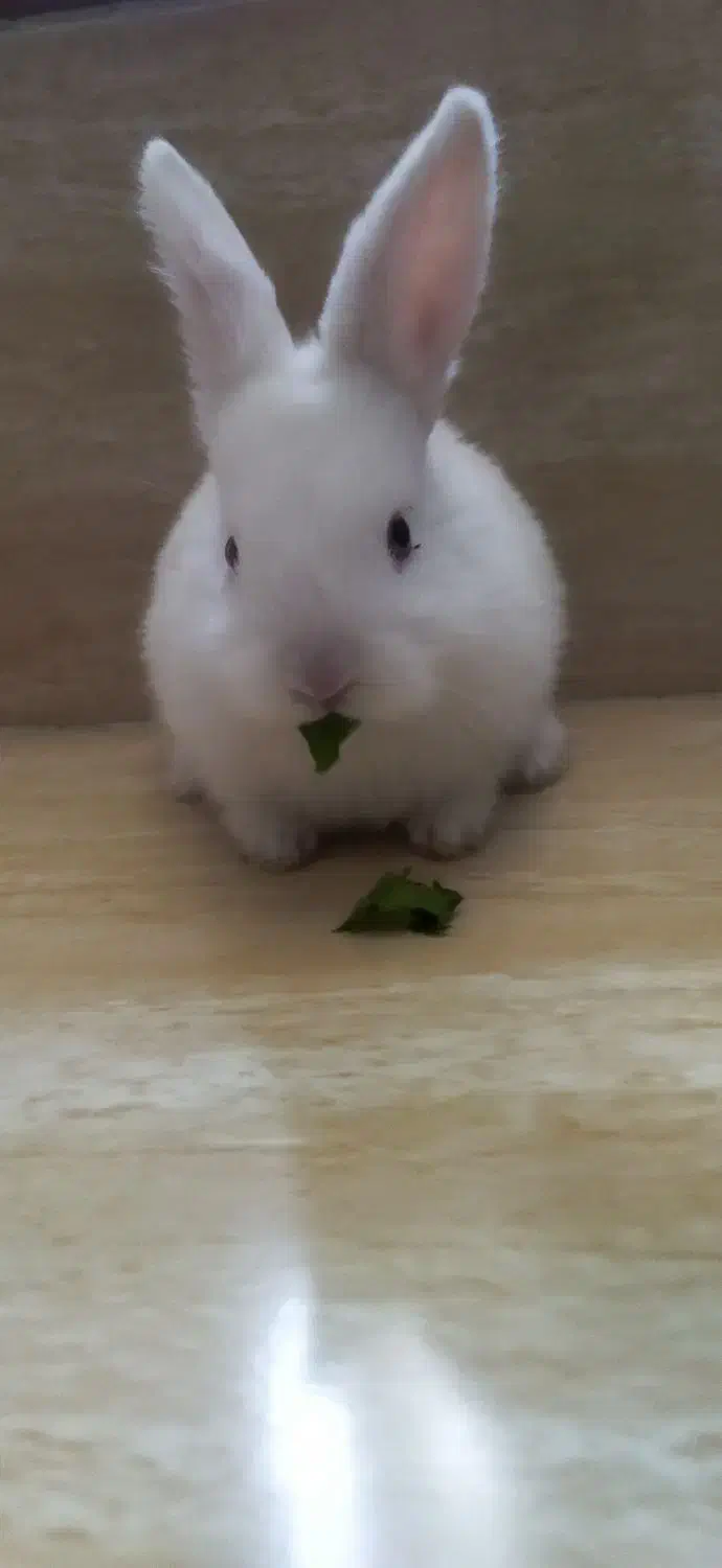 بچه خرگوش|موش و خرگوش|سنندج, |دیوار