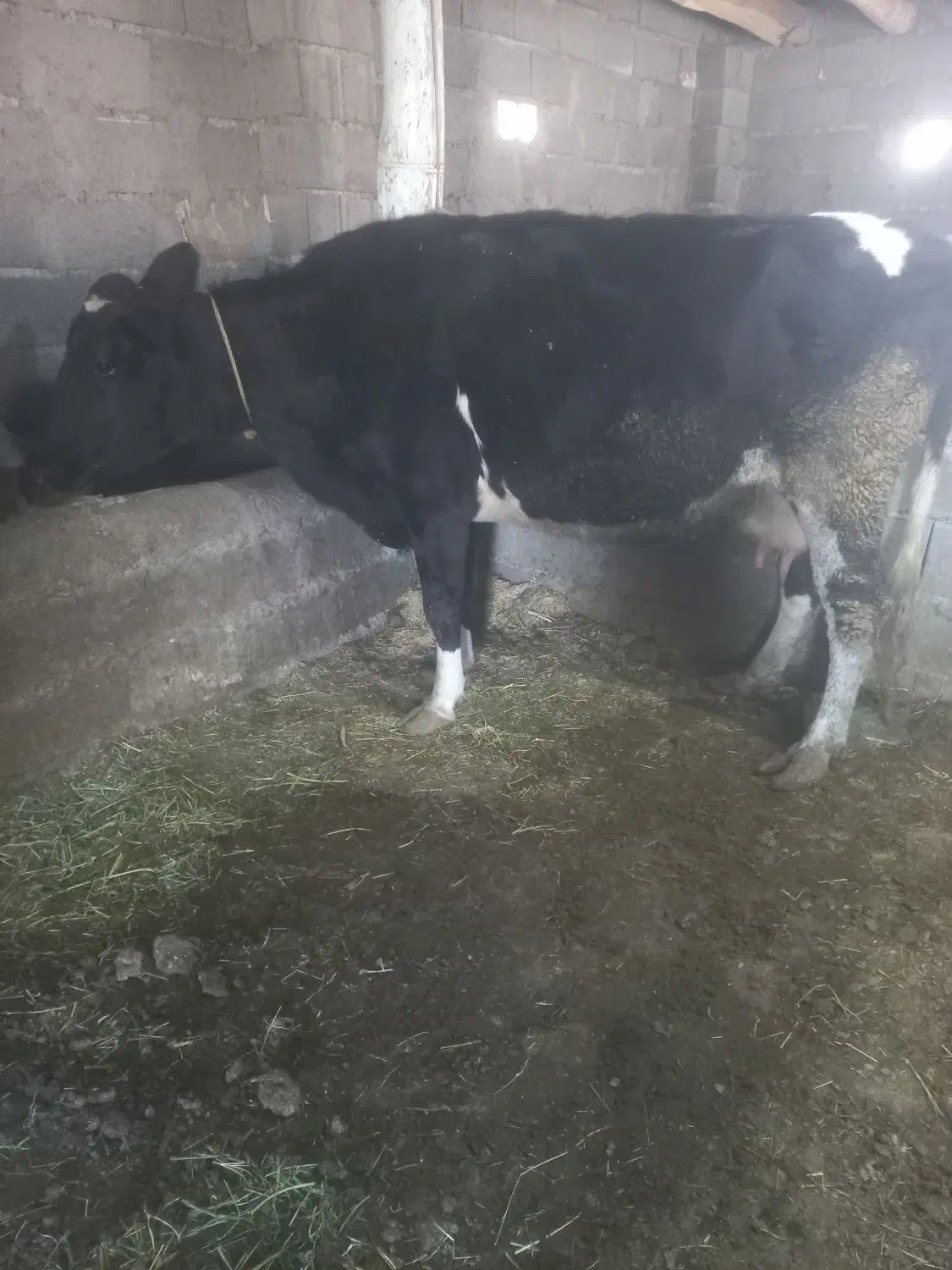 گاو وگوساله سمینتال اصل|حیوانات مزرعه|ماهنشان, |دیوار