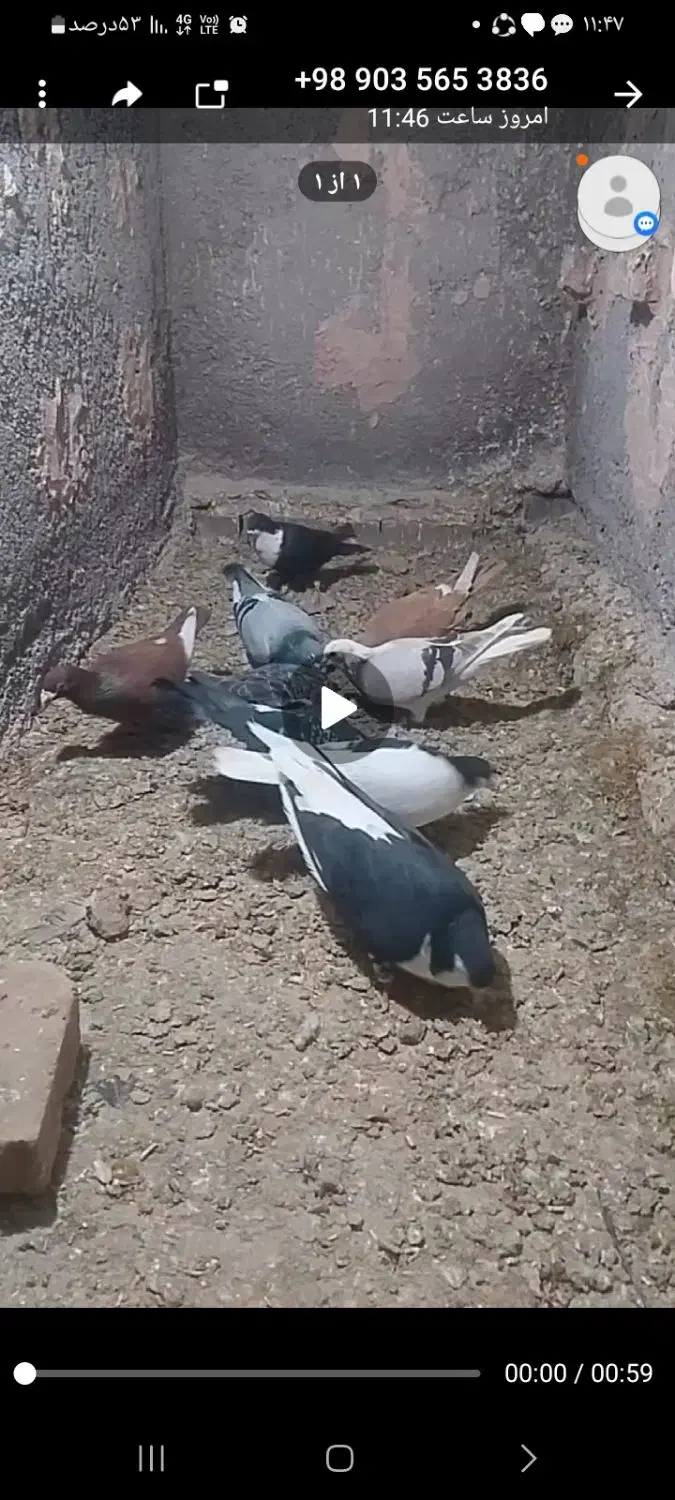 کبوتر پرشی|پرنده|اسفراین, |دیوار