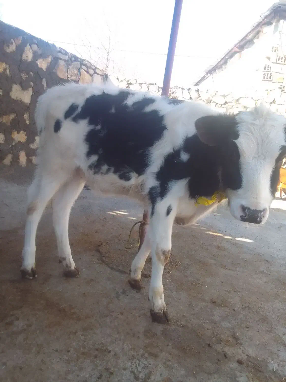 گوساله|حیوانات مزرعه|معمولان, |دیوار