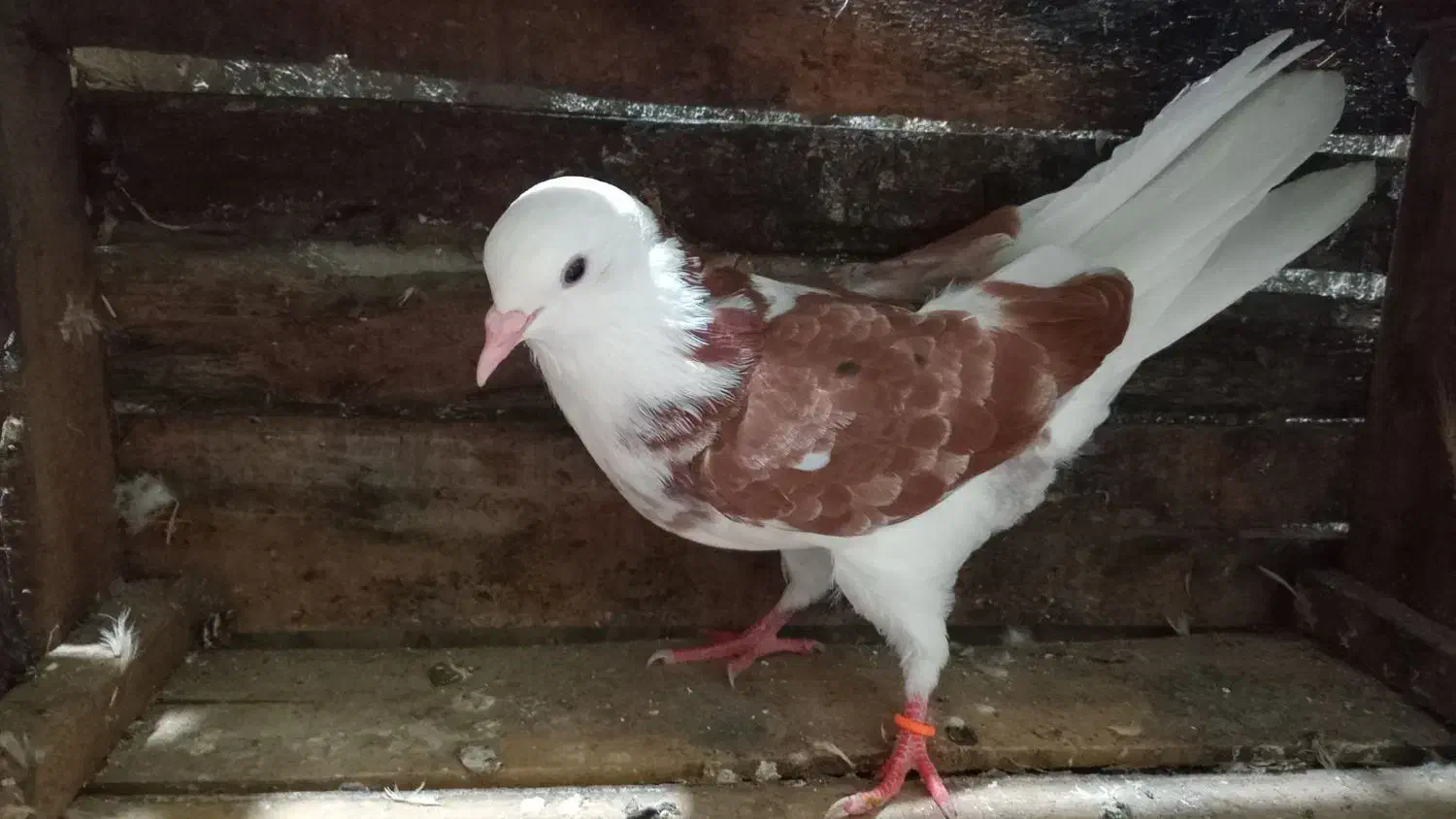 کبوتر|پرنده|رشت, دیانتی|دیوار