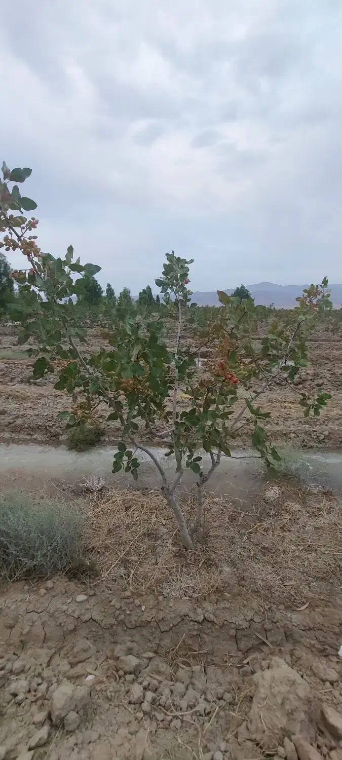 فروش و تهاتر باغ پسته اقساط|فروش زمین و ملک کلنگی|کوهنجان, |دیوار
