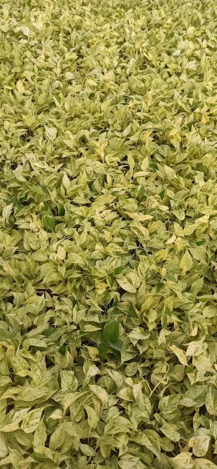 پتوس مرمر|گل و گیاه طبیعی|شهریار, رزکان|دیوار