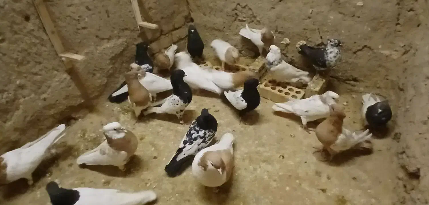 کله سینه|پرنده|آبکوه, |دیوار