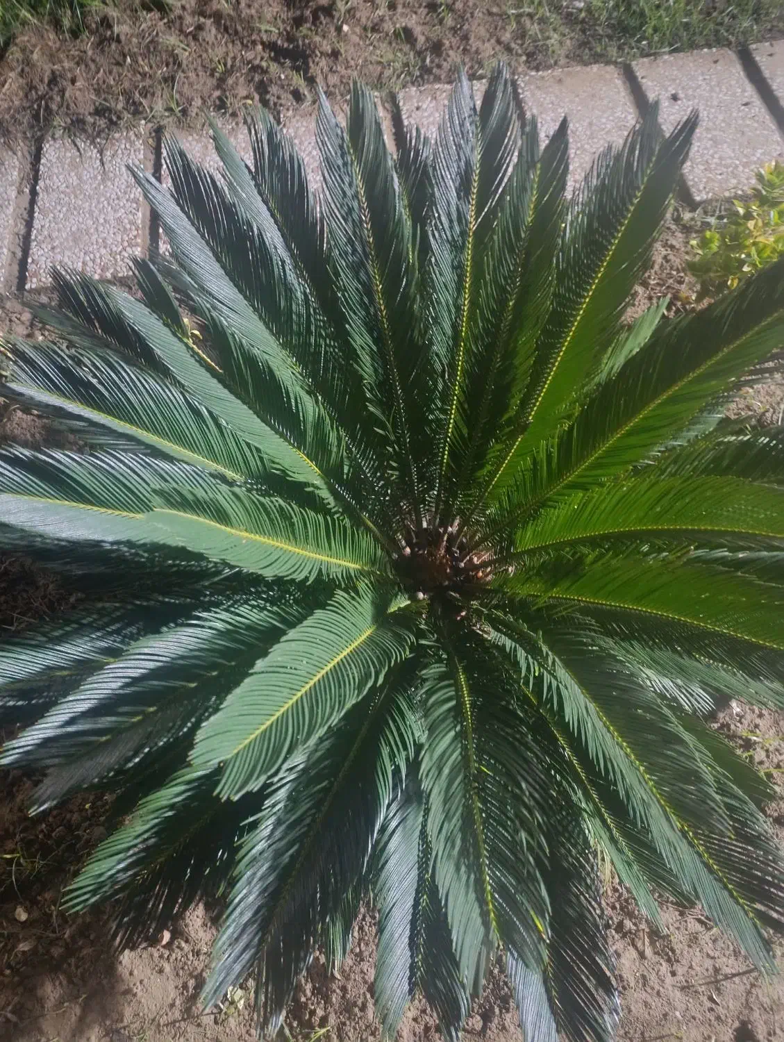 گل سیکاس|گل و گیاه طبیعی|ساری, |دیوار