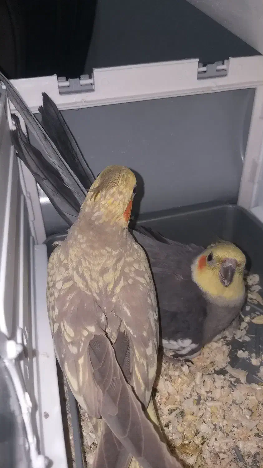 یک جفت عروس هلندی نروماده‌ به همراه سه جوجه|پرنده|شهریار, رزکان|دیوار