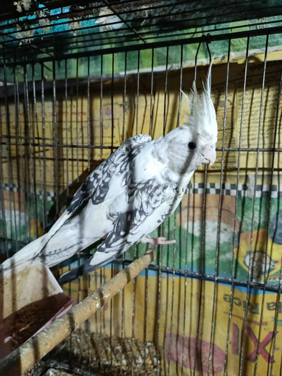 طوطی|پرنده|بندر ماهشهر, |دیوار