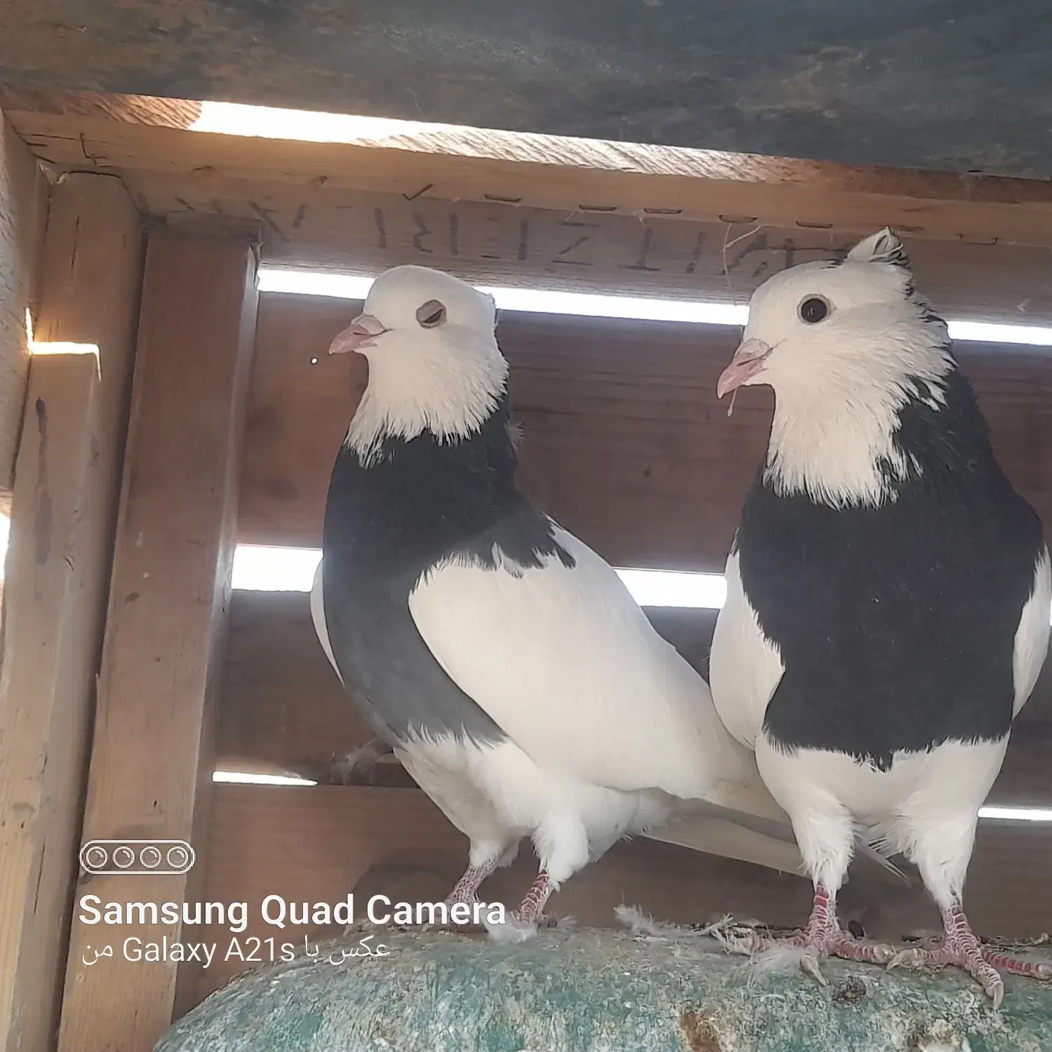 طوقی غلطی دار|پرنده|پیر بکران, |دیوار