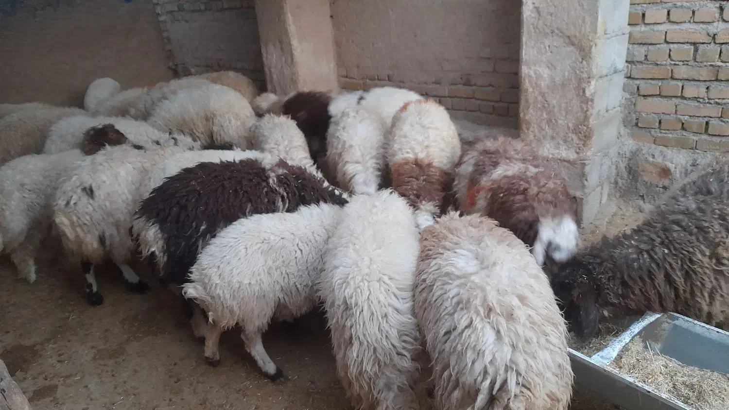 بره نر وماده|حیوانات مزرعه|کوهدشت, |دیوار