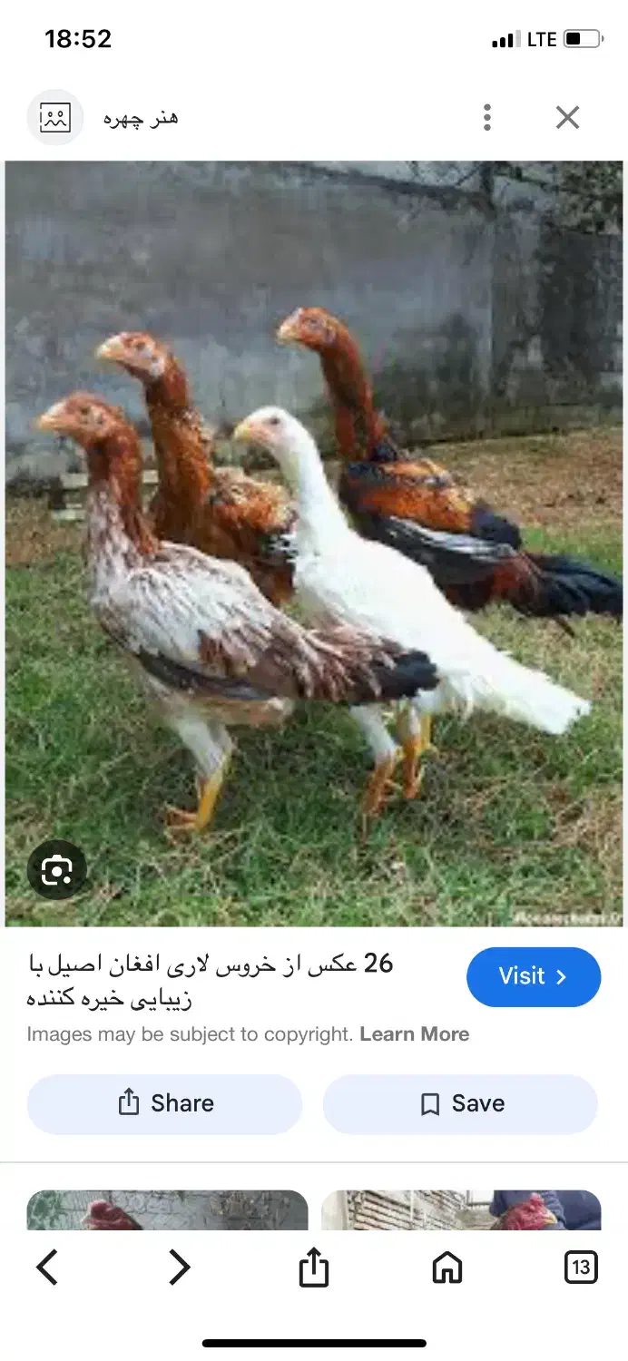 مرغ لاری و جوجه|حیوانات مزرعه|گالیکش, |دیوار