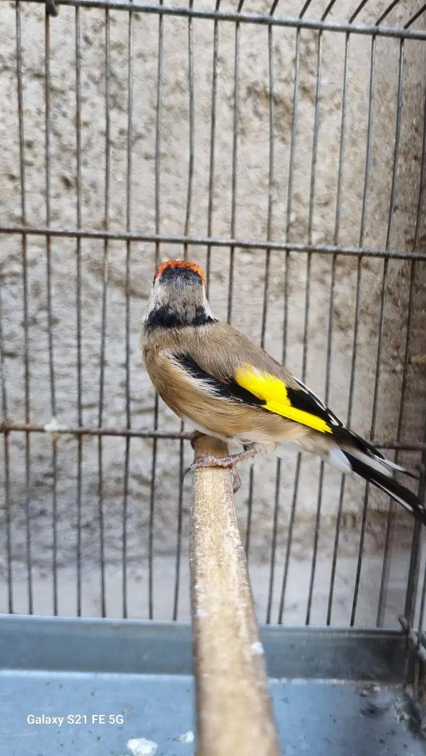 سهره نر دورگ|پرنده|سیرجان, |دیوار