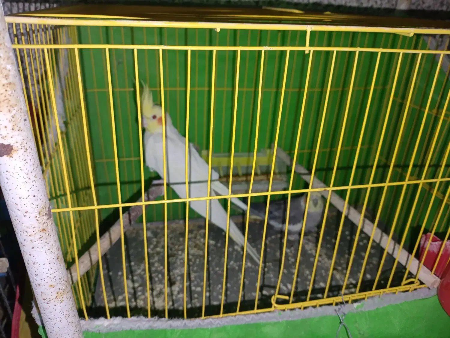 عروس هلندی و مرغ عشق|پرنده|خمینی‌شهر, |دیوار