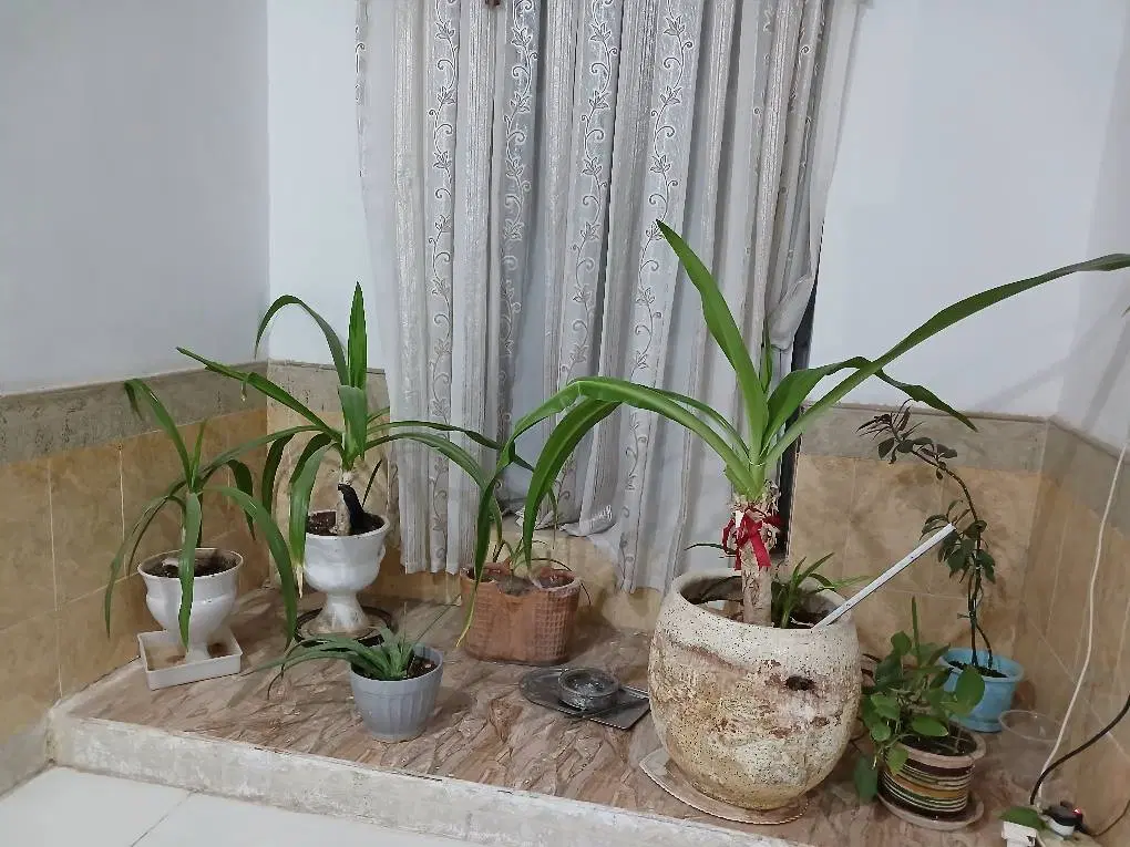 گل و گیاه|گل و گیاه طبیعی|رفسنجان, |دیوار